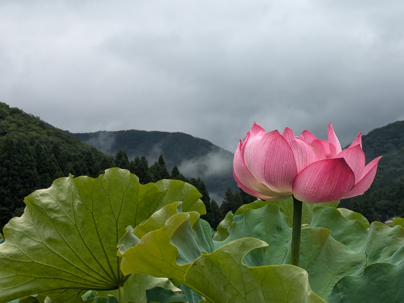 夏休み～ | 徒然日記