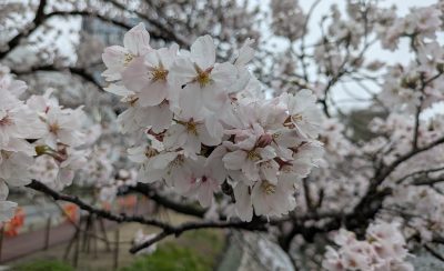 4月18日(土)・19日(日)開催☆構造見学会のお知らせ | 新築